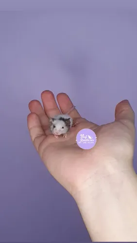 Filhotes Topolinos Puros