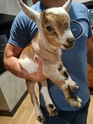 Filhote Mini Cabrito