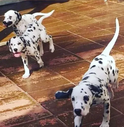 Filhote de dalmata fêmeas  com 2 Vacinas em 10x 