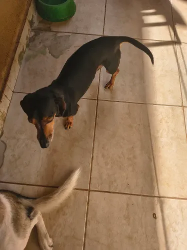 Cão para adoção 