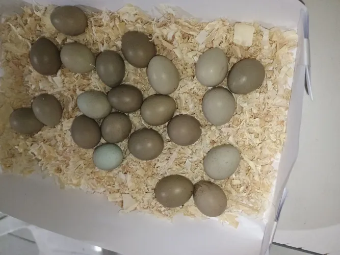 Ovos de codorna chinesa galados 