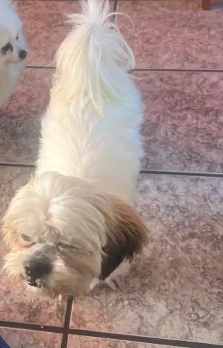 Ihasa Apso