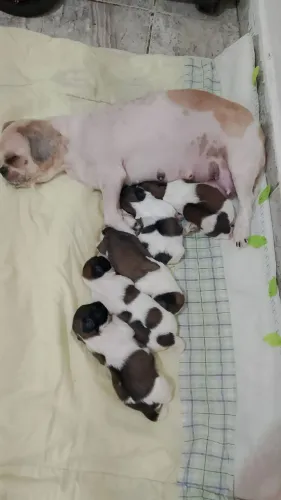 Doação Filhotes de Shih Tzu