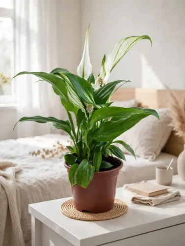 Planta lírio da paz