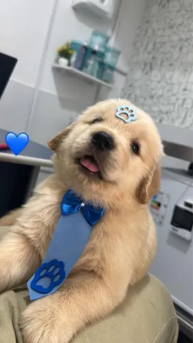 Filhotes de golden retriever 