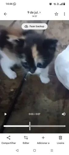 Gatinha para doação 