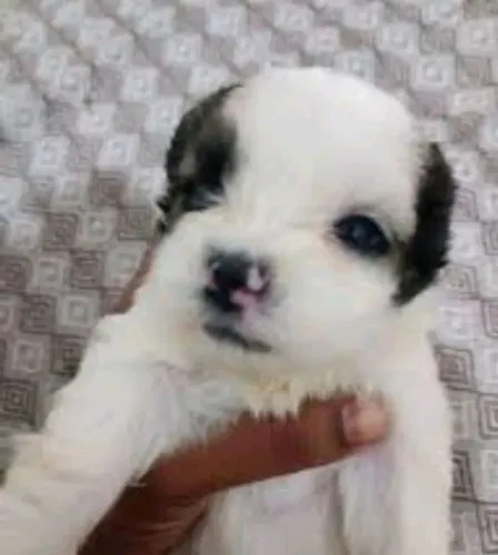 Lhasa com poodle 299,00