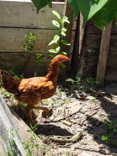 Galinhas e pintinhos