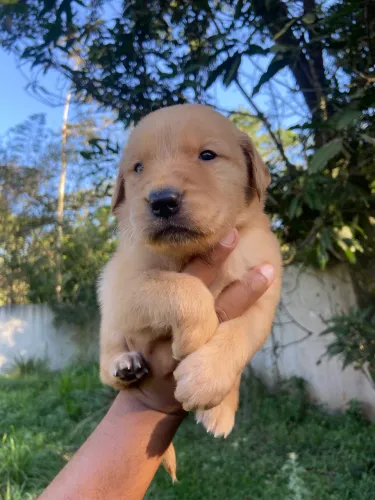GOLDEN RETRIEVER FÊMEA