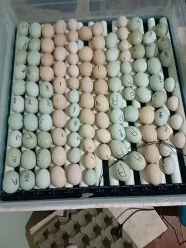 Pintinho gigante X  caipira genética de ovos azuis