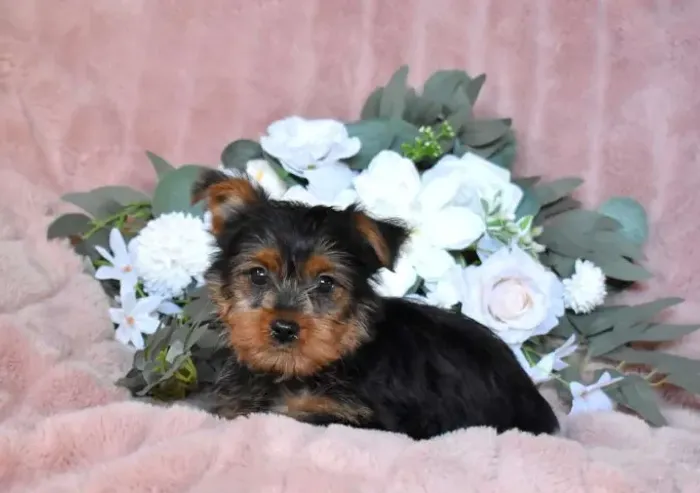 Yorkshire Terrier,Yorkshire Terrier Filhote Disponível Entrega Facilitada