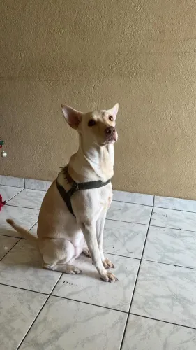 Doação de Cadela