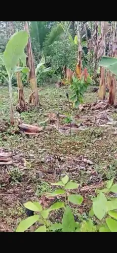 Uma pequena chácara na Bahia