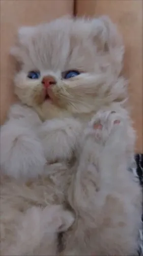 Gato Persa lindos filhotinhos com aparência suave