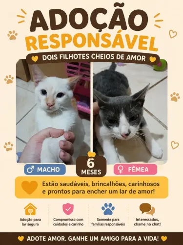 Doação de gatos