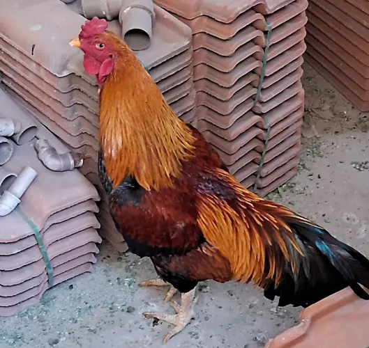 Galo