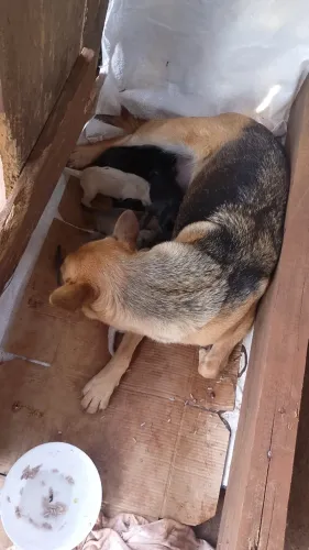 Cachorro 