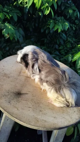 Vendo porquinho da india peruano!
