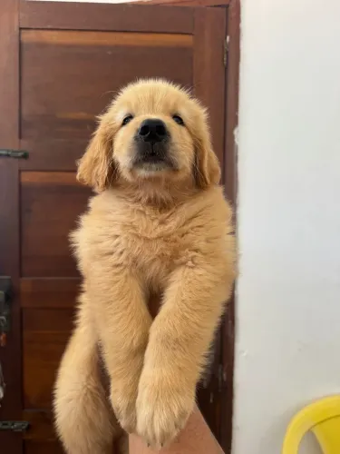 Filhotes de Golden Retriever disponíveis!