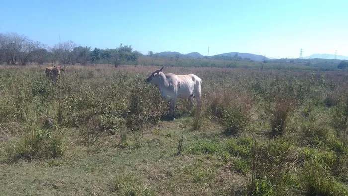 Vendo vaca boa para criar bezerro