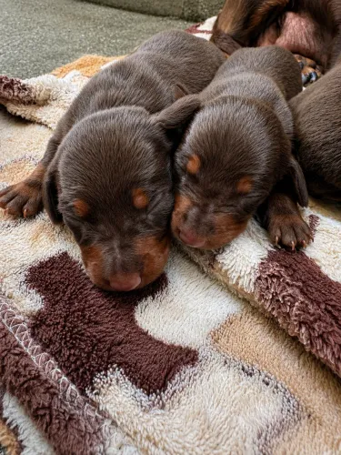 Filhotes de Basset Dachshund (Salsichinha) - Reserva Aberta