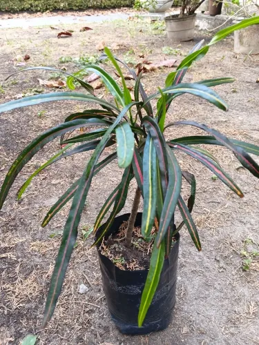 Jardinagem 