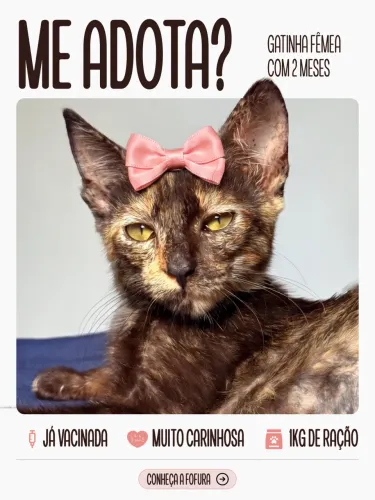 Gato para adoção 