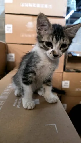 Gato