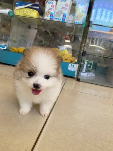 Lulu da pomerania