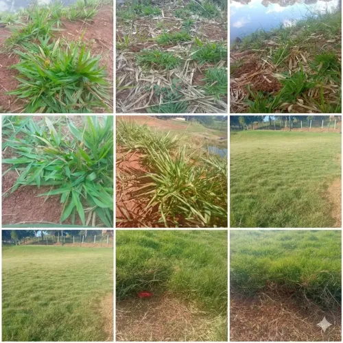 Grama a pronta entrega ou já plantada!