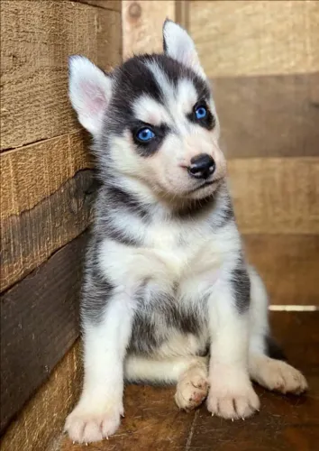 Husky siberiano Seu próximo companheiro de risadas já te espera