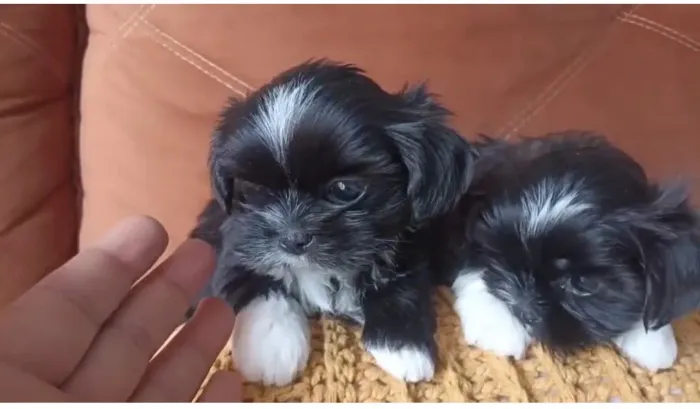 Filhote de shih tzu macho