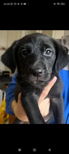 Doação de cachorro