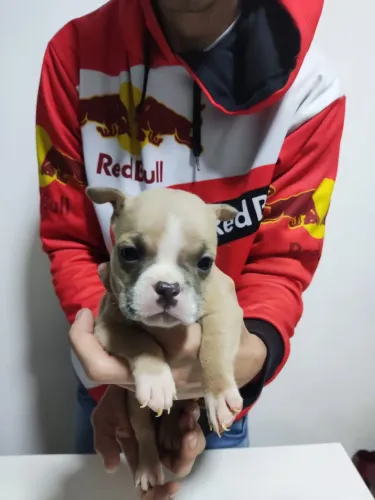 American bully micro 