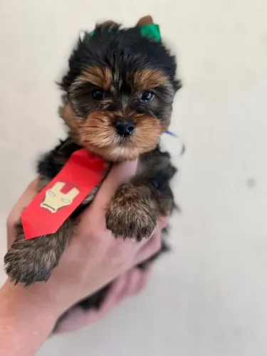 Filhote de Yorkshire Terrier puro - Excelente linhagem
