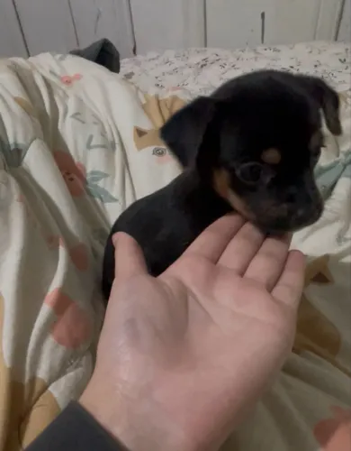 Pinscher 0 com 1
