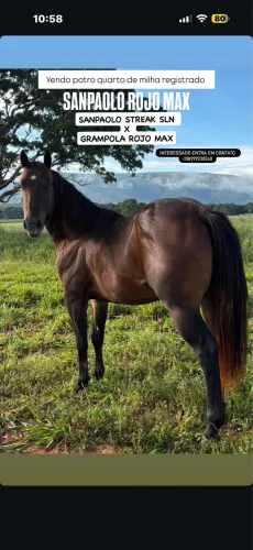 Potro quarto de milha registrado