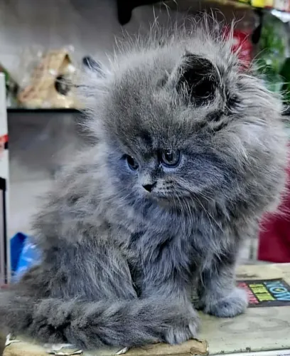 Filhote de gato persa 