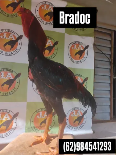 Índio gigante