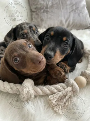 Basset dachshund entrego hoje