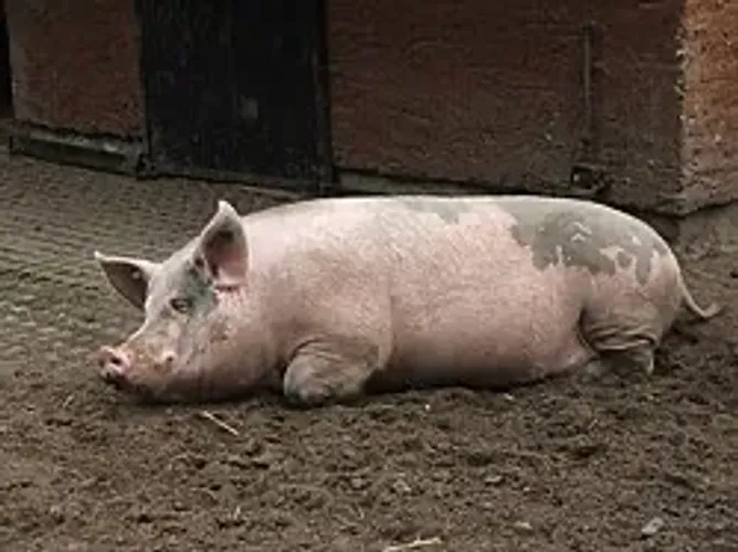 Animal