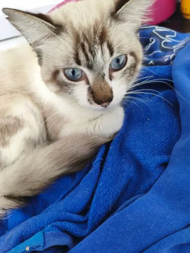 gato balinês, adoção responsável 