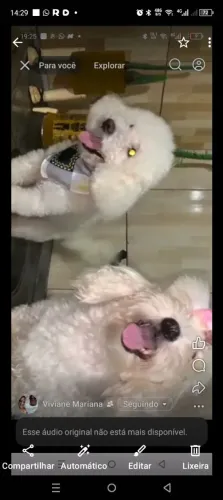 Filhote se poodle legítimo pai e mãe legítimo 