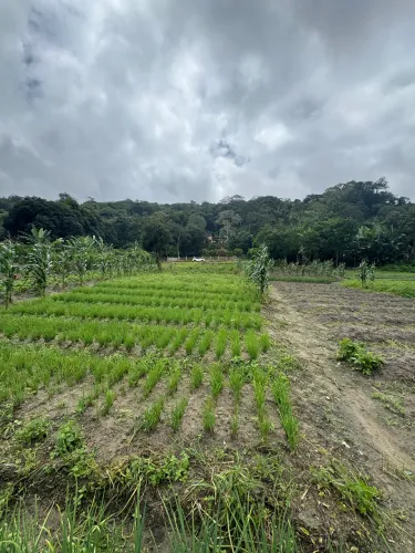 Terreno em Mulungu