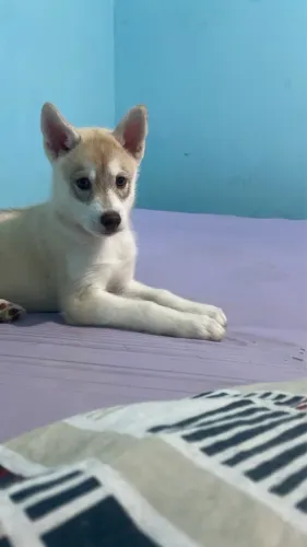 Filhote de husky siberiano
