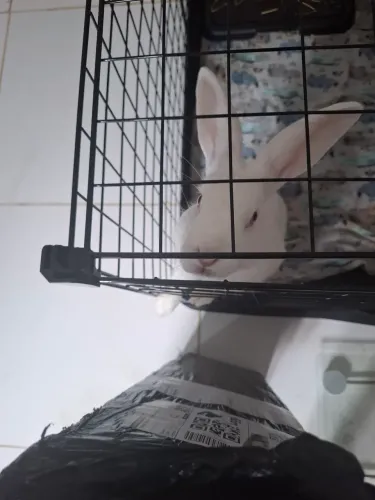 Coelho albino 1 ano 