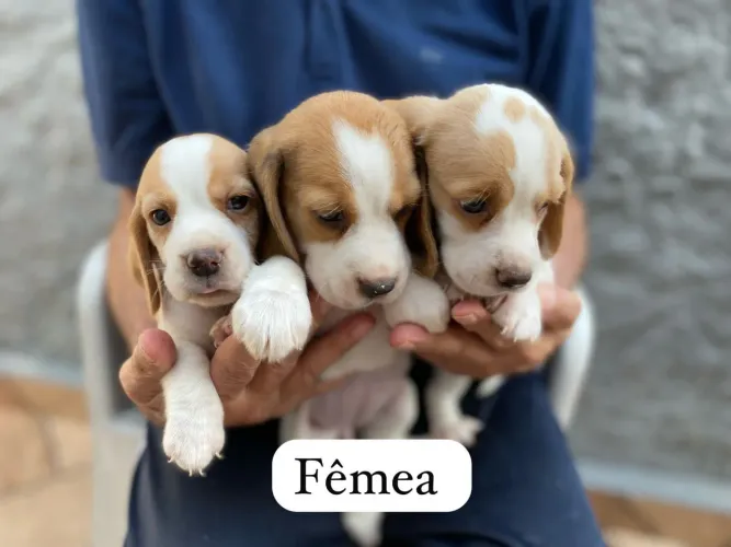 Beagle o companheiro que vai completar sua história de amor