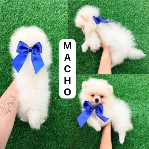 Lulu macho branco