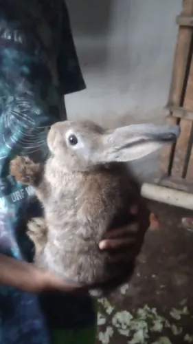 Vende-se filhotes de coelhos 