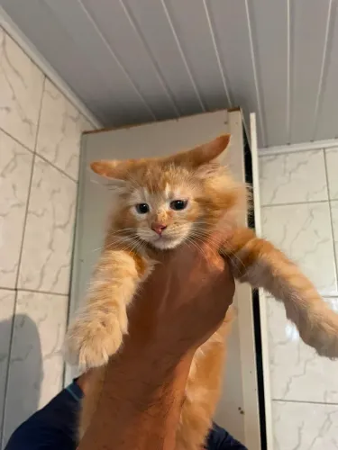 Maine Coon